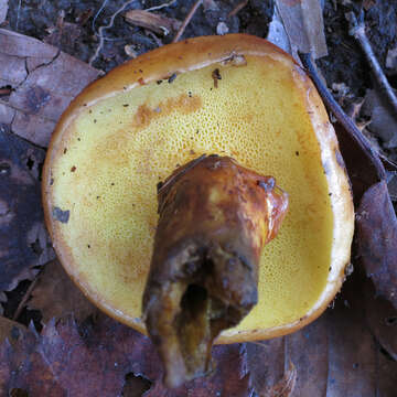 Image of Suillus grevillei (Klotzsch) Singer 1945