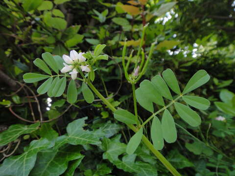 Image of Cretan crownvetch