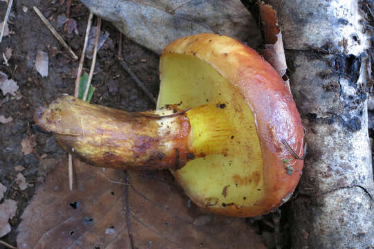 Image of Suillus grevillei (Klotzsch) Singer 1945