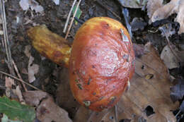 Image of Suillus grevillei (Klotzsch) Singer 1945