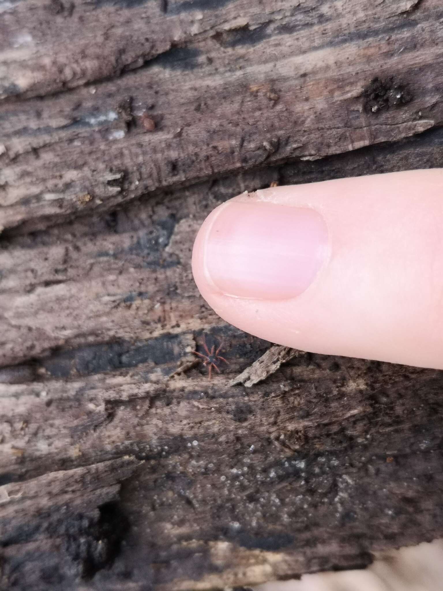 Image of winter grain mites