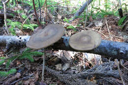 Image of Lentinus brumalis (Pers.) Zmitr. 2010