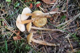 Image of Cystoderma jasonis (Cooke & Massee) Harmaja 1978