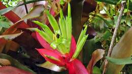 Image of Billbergia amoena (G. Lodd.) Lindl.