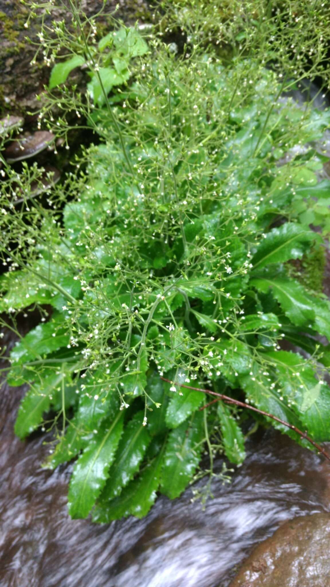 Image of Lettuce-Leaf Pseudosaxifrage