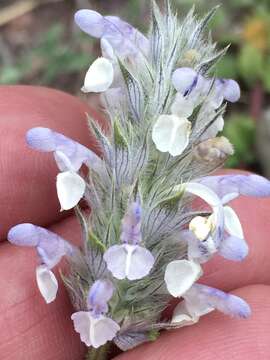 Image of Nepeta discolor Royle ex Benth.