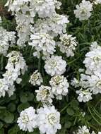 Image of evergreen candytuft