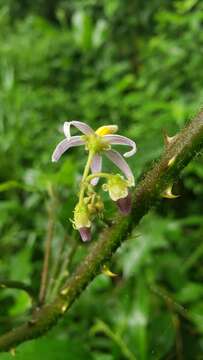 Imagem de Solanum volubile Sw.