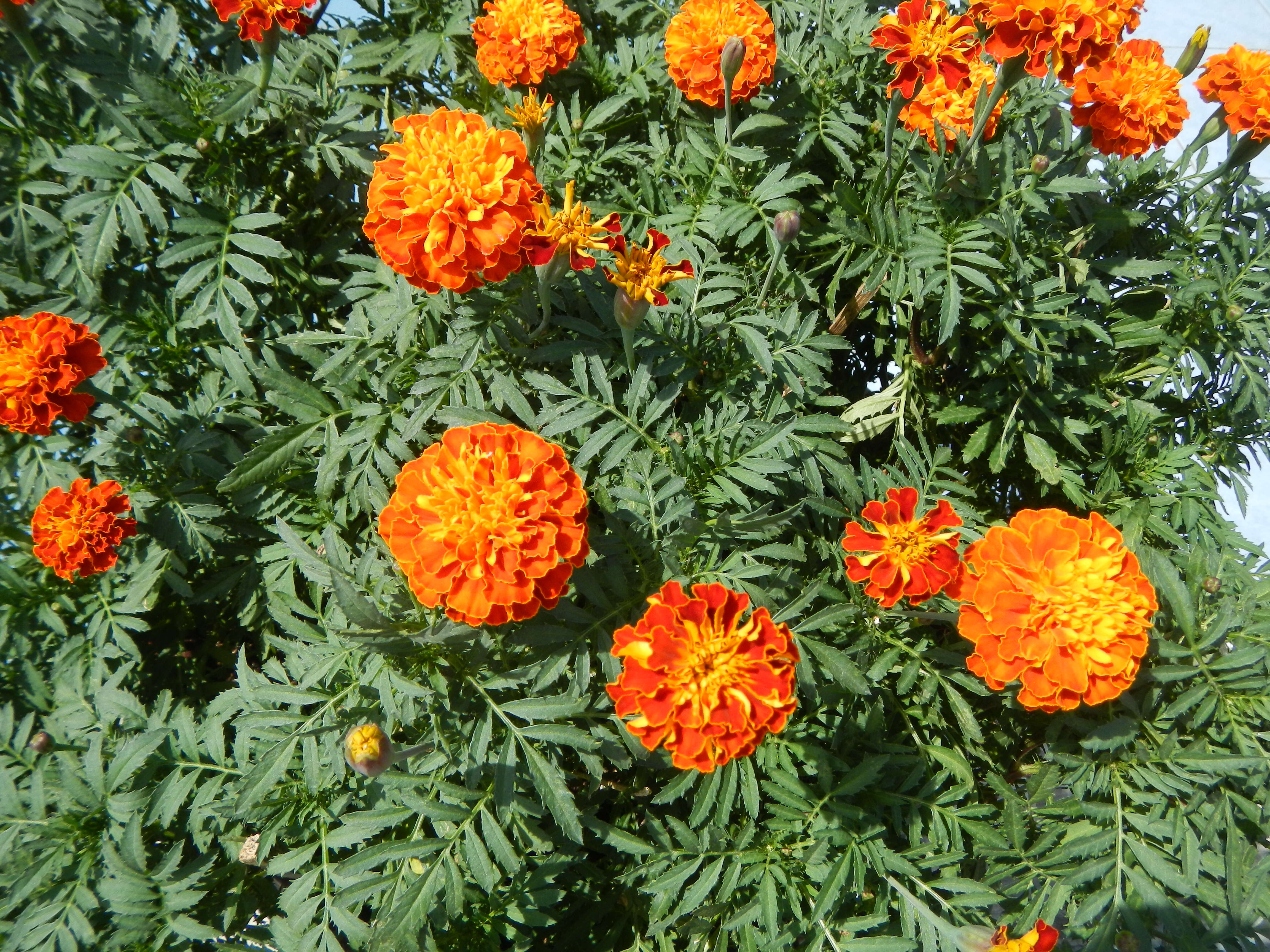 Image of French marigold