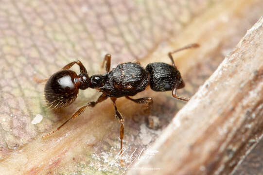 Image of Tetramorium confusum Bolton 1977