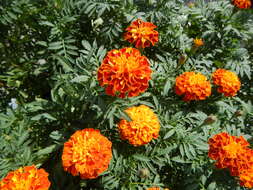 Image of French marigold