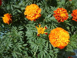 Image of French marigold