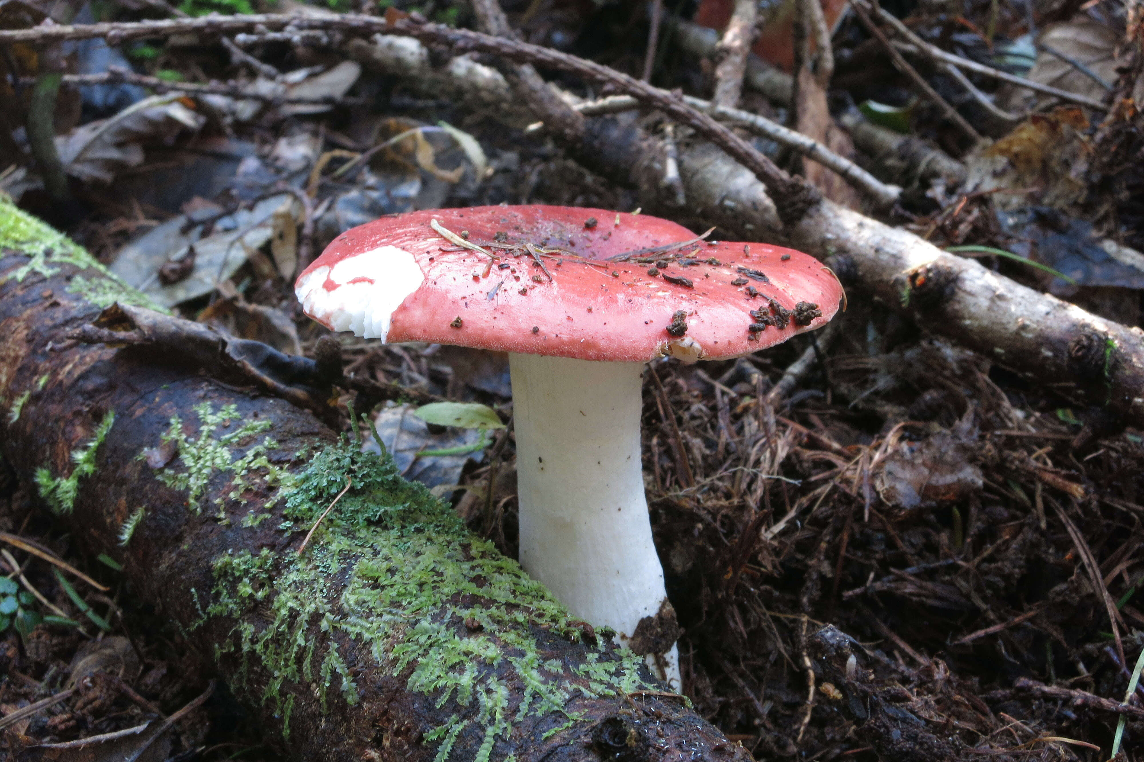 Image of Russula emetica (Schaeff.) Pers. 1796