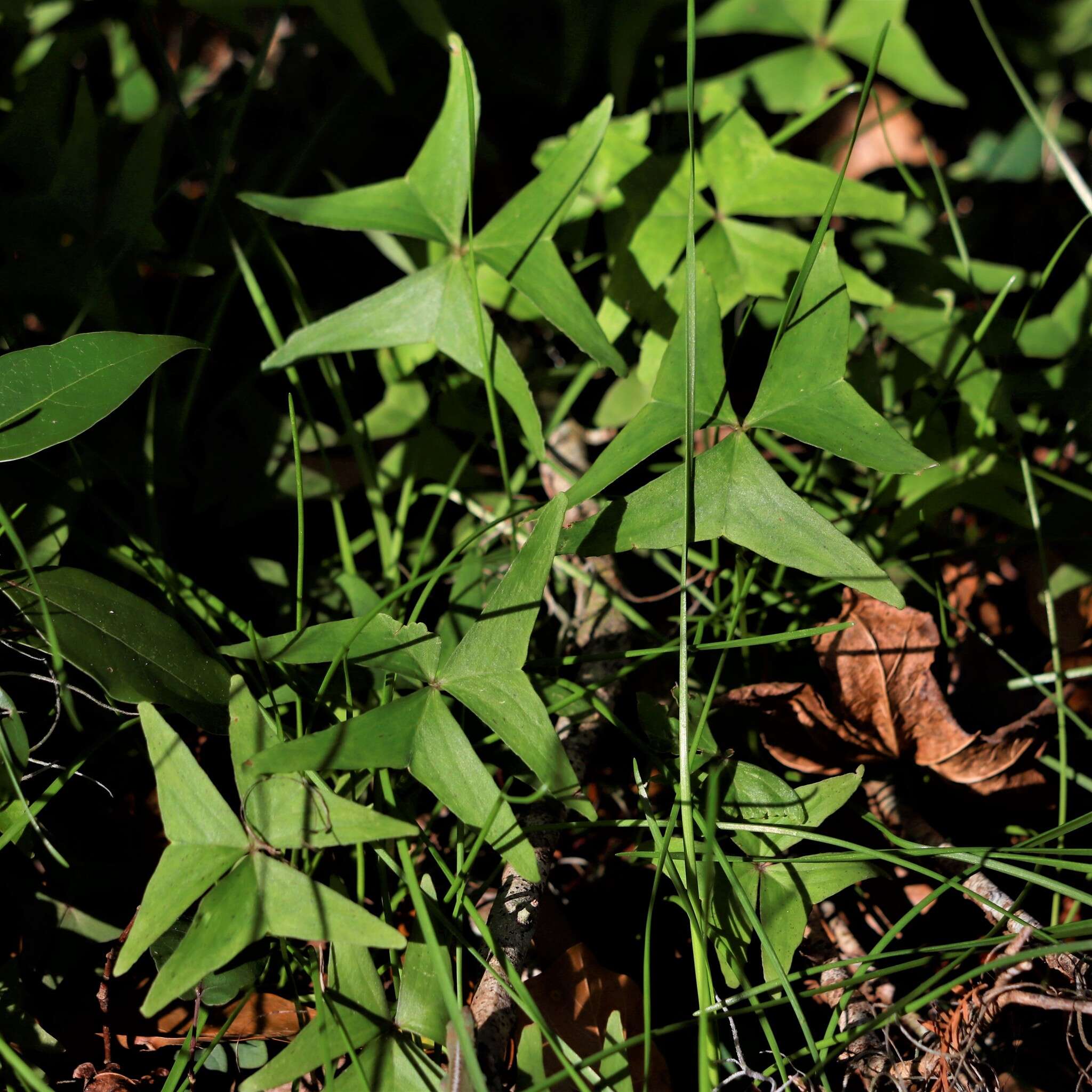 Sivun Oxalis intermedia kuva