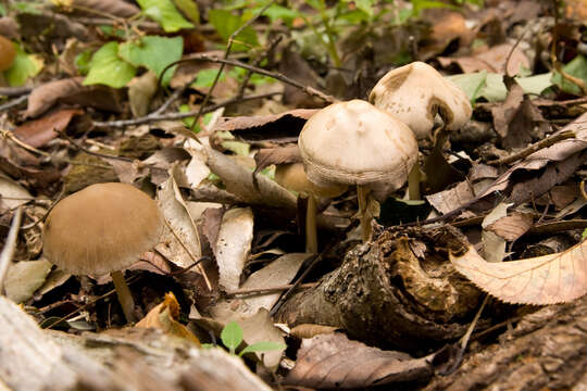 Image de Psathyrelle de Candolle