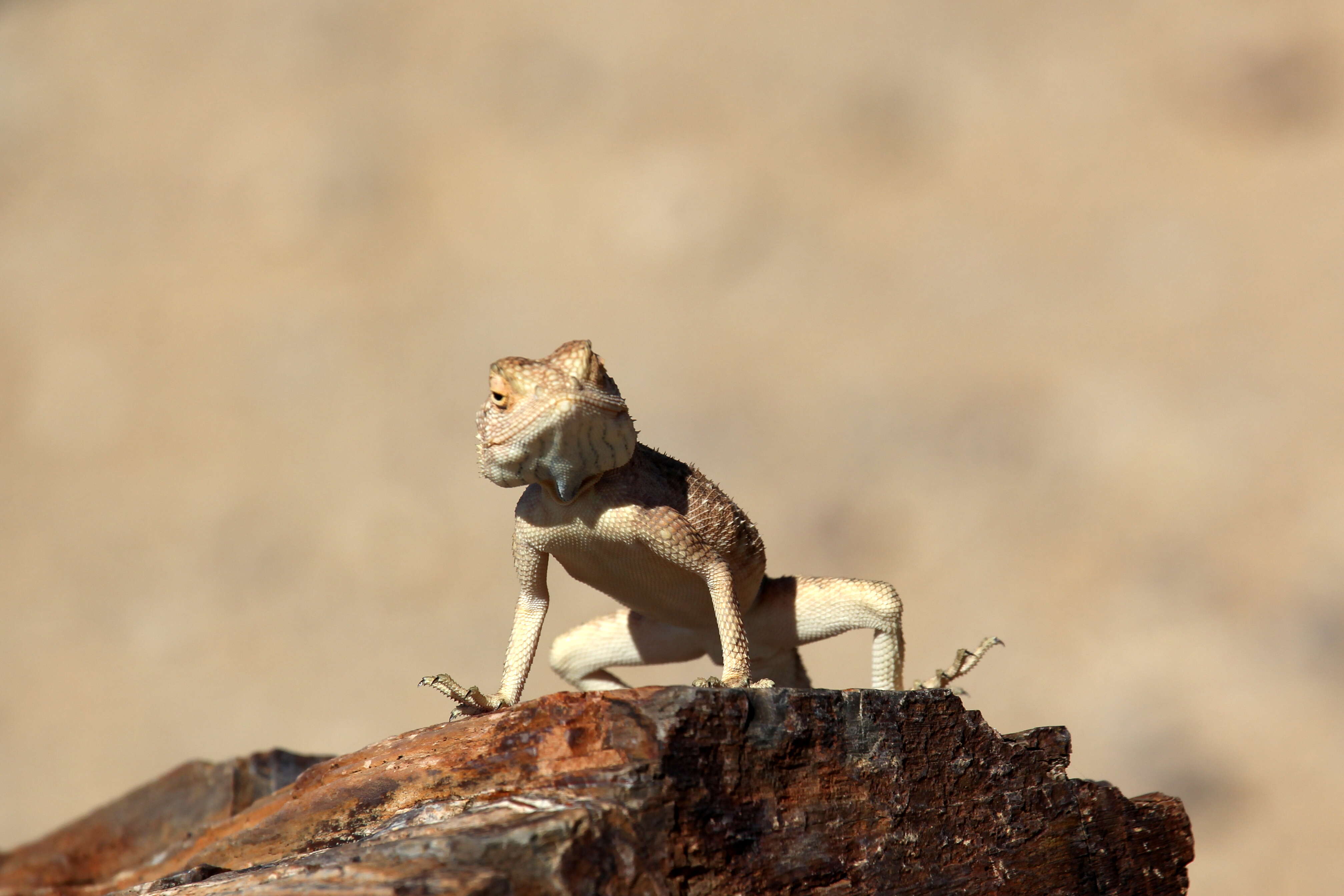 Image of Common agama