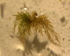 Image of Sphagnum missouricum Warnst. & Cardot