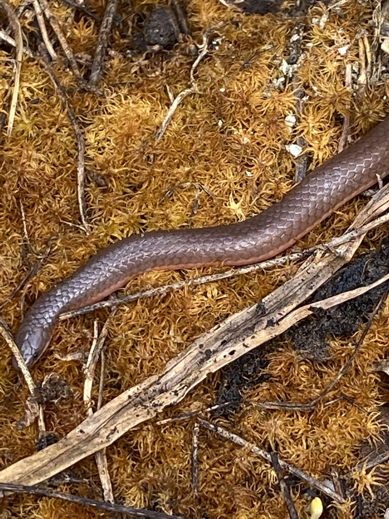 صورة Carphophis amoenus helenae (Kennicott 1859)