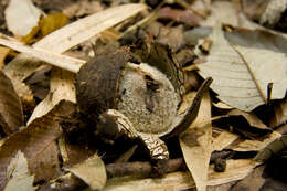 Image of False Earthstar