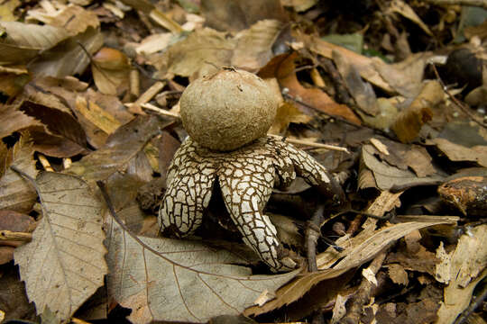 Image of False Earthstar