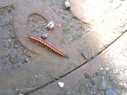 Image of Millipede