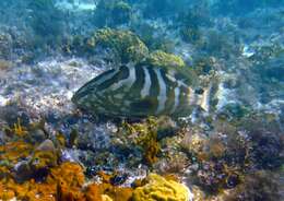 Image of Nassau Grouper