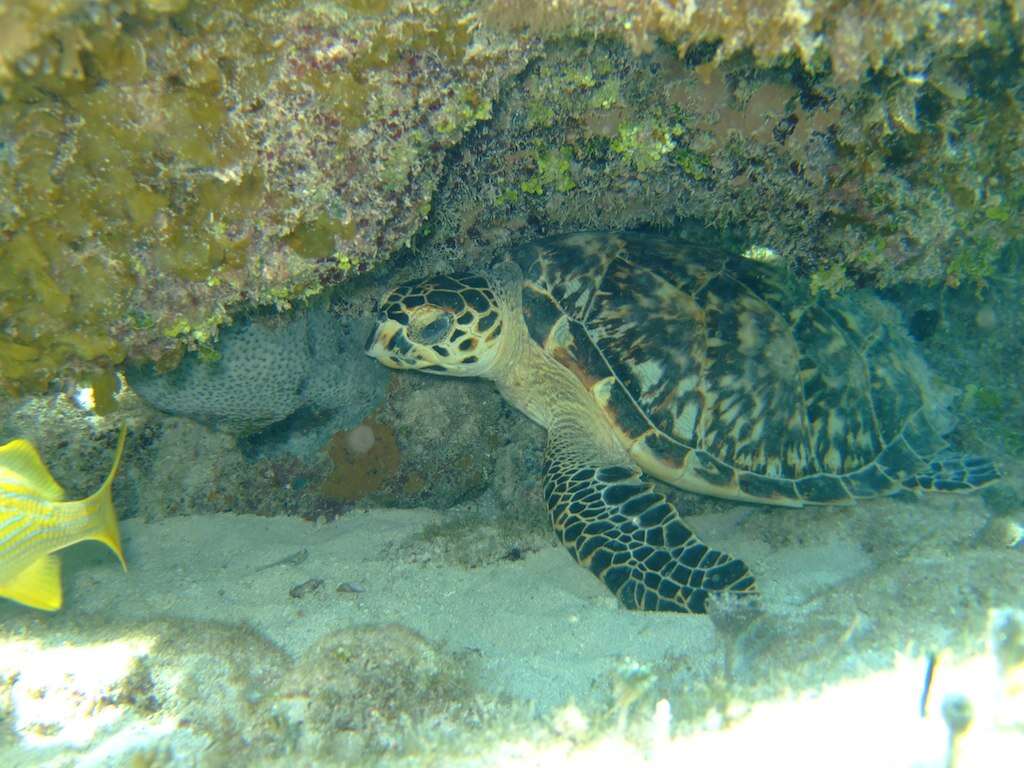 Image of Eretmochelys