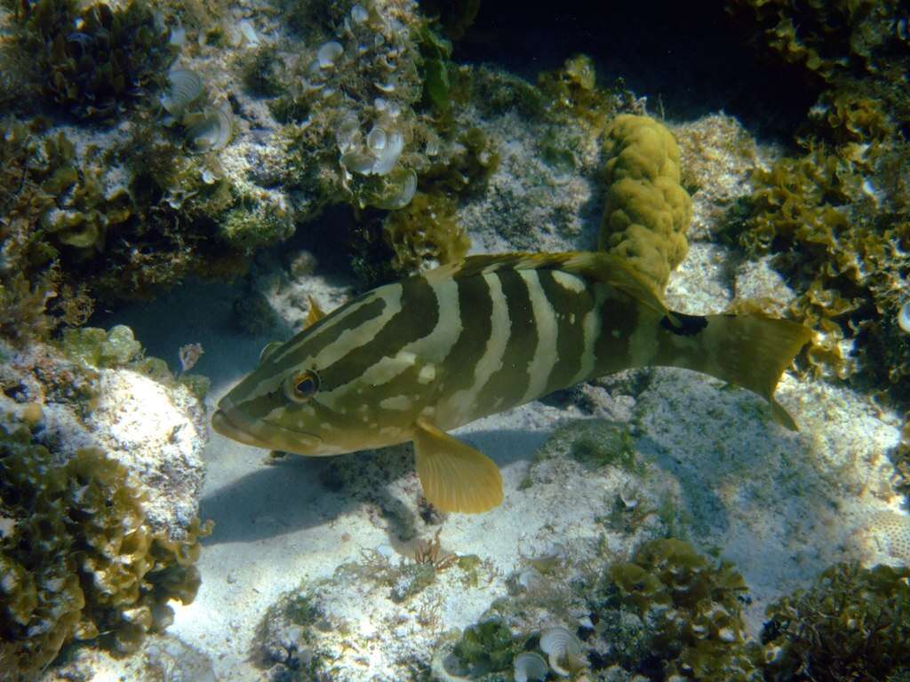 Image of Nassau Grouper