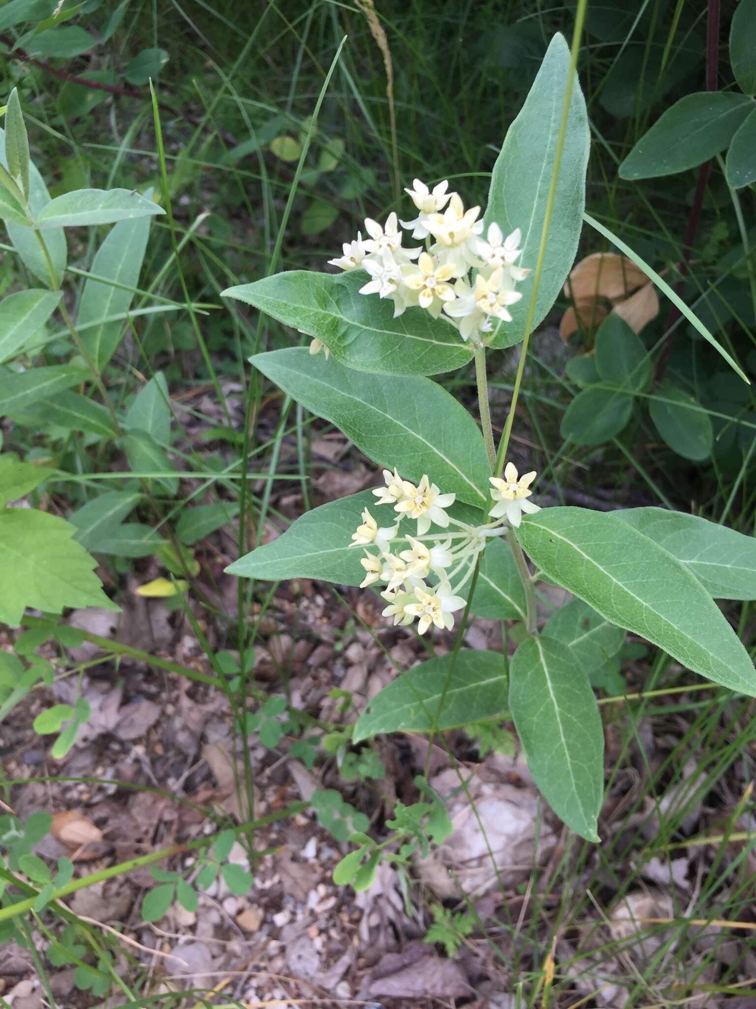 Image of oval-leaf milkweed