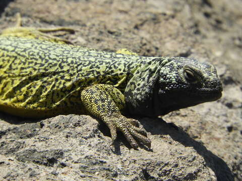 Image of Phymaturus maulense Nuñez, Veloso, Espejo, Veloso, Cortes & Araya 2010