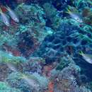 Image de Chromis kennensis Whitley 1964