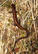 Image of Gold-striped salamander