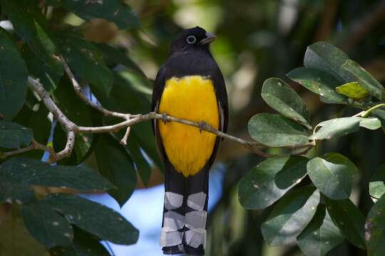 Plancia ëd Trogon melanocephalus Gould 1836