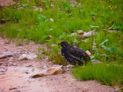 Image of Canachites canadensis canadensis (Linnaeus 1758)