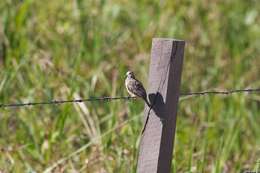 Image of Common Ground Dove