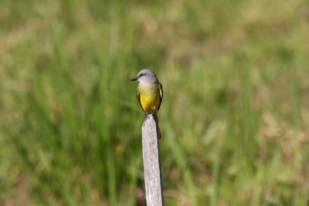 Image of Tropical Kingbird