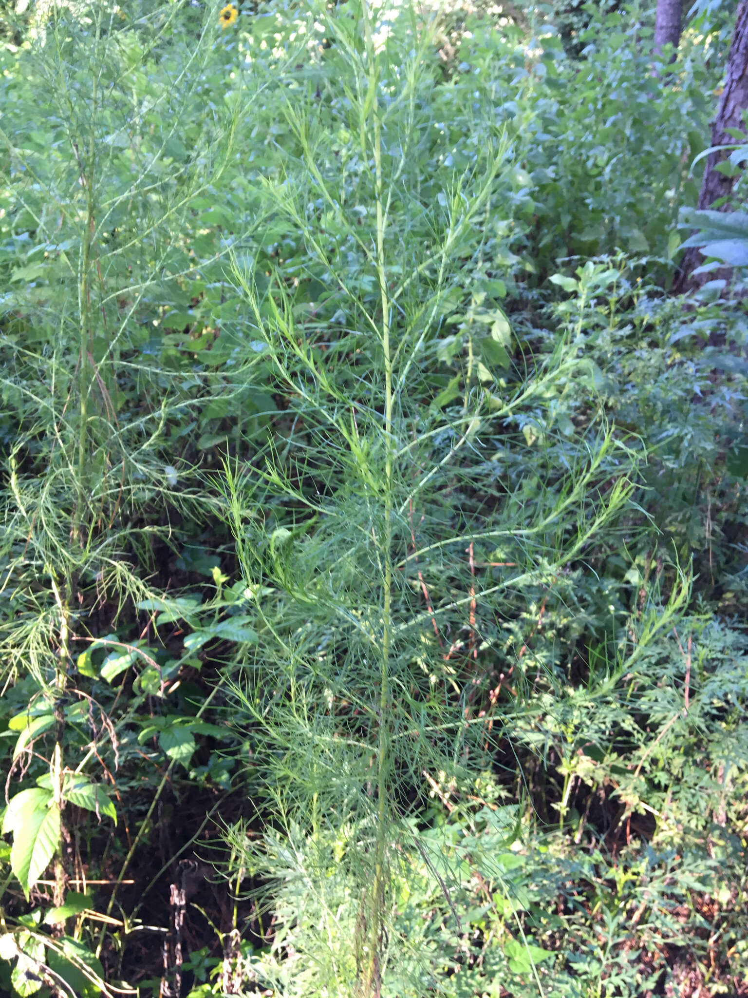 Eupatorium capillifolium (Lam.) Small的圖片