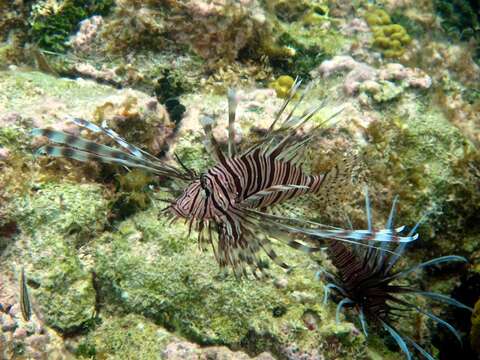 Image of Common lionfish