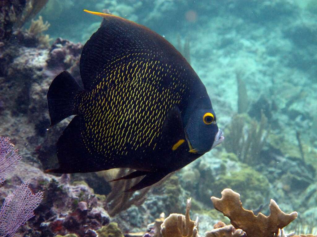 Image of Angelfish