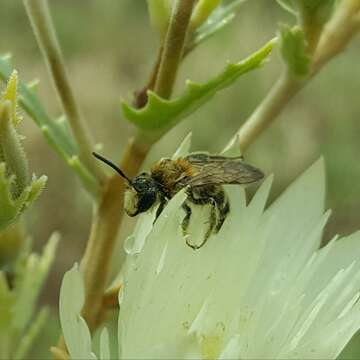 Image of Andrena mentzeliae Cockerell 1897