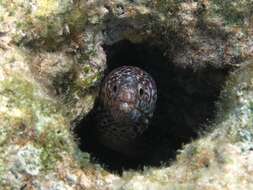 Image of Spotted moray