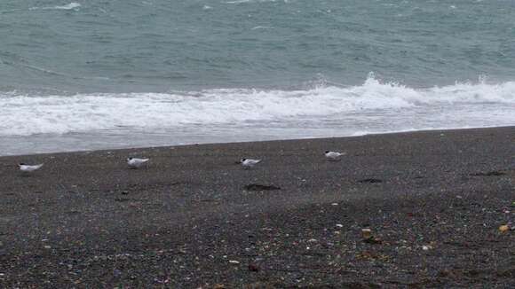 Image of White-fronted Tern