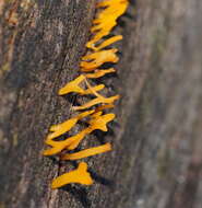 Image of Calocera sinensis McNabb 1965