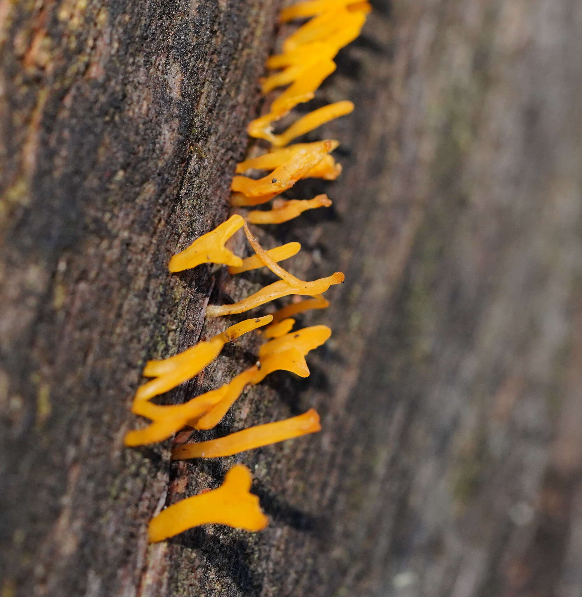 Image of Calocera sinensis McNabb 1965