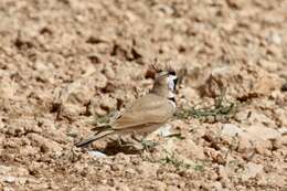 Eremophila bilopha (Temminck 1823) resmi