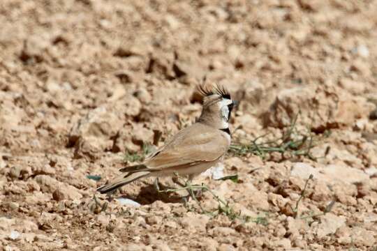 Image of Temminck's Horned Lark