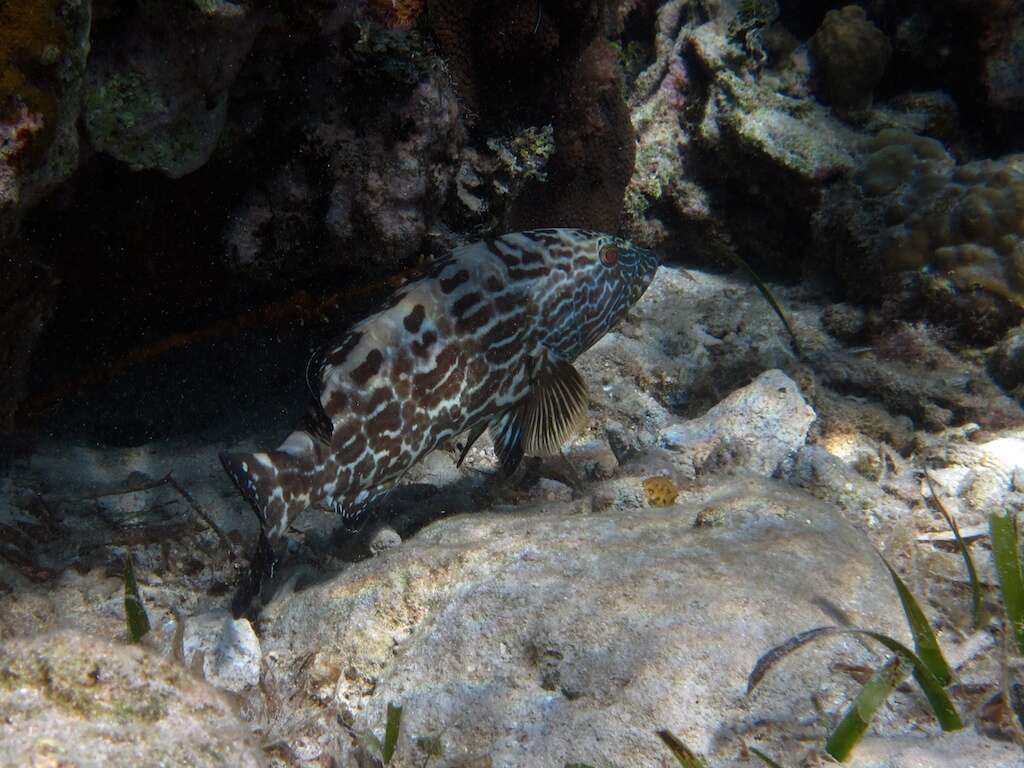 Image of Tiger Grouper