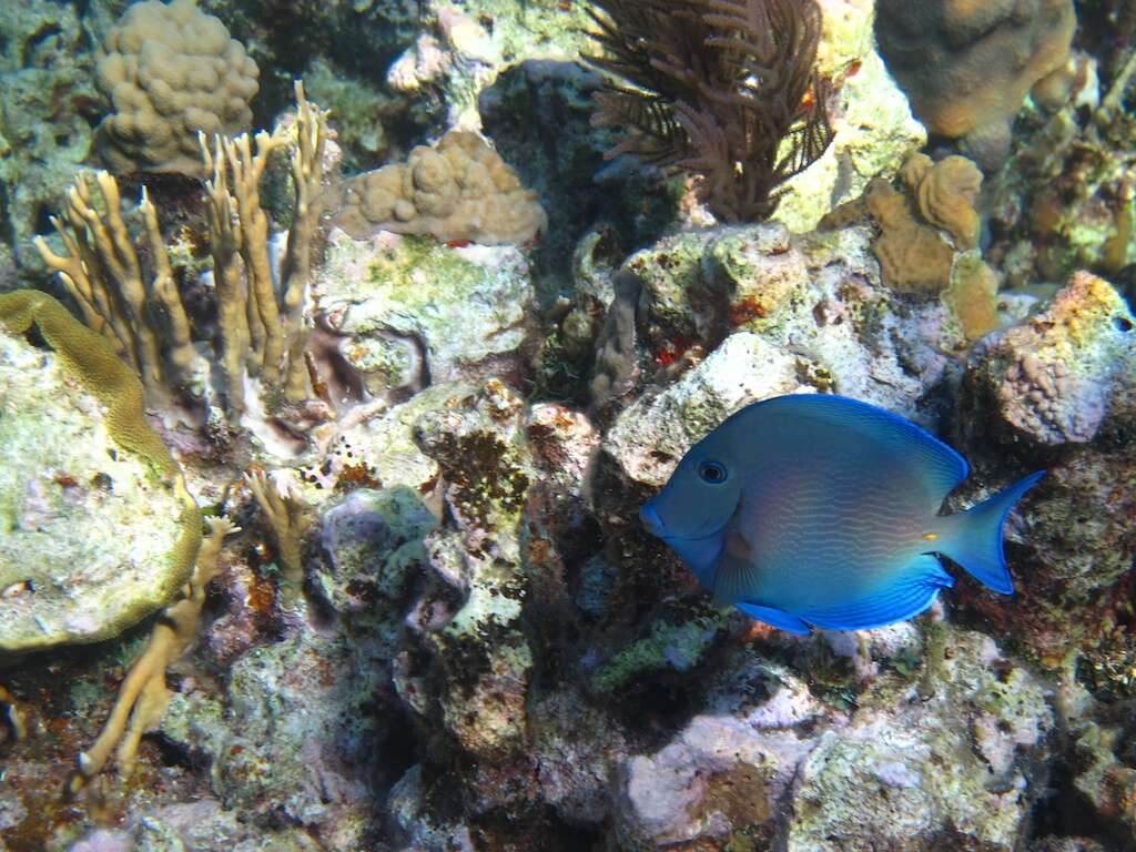 藍刺尾魚的图像