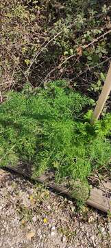 Image of Ferula glauca L.