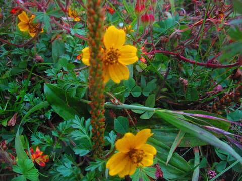 Image of Bidens anthemoides (DC.) Sherff